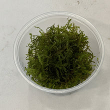 Cargar imagen en el visor de la galería, Weeping Moss | Live Plant

