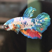 Load image into Gallery viewer, "Creamy" Candy Koi Betta Fish (Male) | WYSIWYG A4
