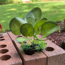 Cargar imagen en el visor de la galería, Realistic Artificial Aquarium Plant | Natural Green

