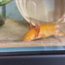 Cargar imagen en el visor de la galería, "Honeybee" Baby Golden Albino Axolotl | WYSIWYG
