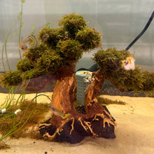 Load image into Gallery viewer, Java Moss on Flat Bonsai Driftwood Tree (live plant attached)
