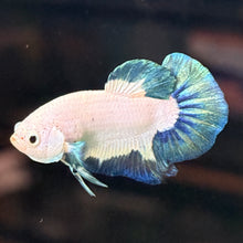 Cargar imagen en el visor de la galería, Teal Iridescent Male Betta | WYSIWYG C7
