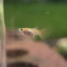 Cargar imagen en el visor de la galería, Adoption Glass Belly Guppy
