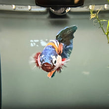 Load image into Gallery viewer, "Helix" Candy Koi Betta Fish (Male) | WYSIWYG A2
