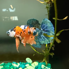 Load image into Gallery viewer, "Helix" Candy Koi Betta Fish (Male) | WYSIWYG A2
