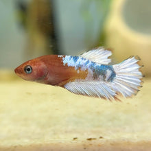 Load image into Gallery viewer, Hellboy Female Betta "red, white, &amp; blue" | WYSIWYG
