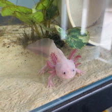 Load image into Gallery viewer, "Tarzan" Baby Blue Gill Leucistic (Lucy) Axolotl | WYSIWYG
