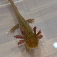 Load image into Gallery viewer, Cheeto - GFP Copper Axolotl | WYSIWYG
