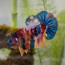 Cargar imagen en el visor de la galería, Primary Colors Candy Koi Male Betta | WYSIWYG
