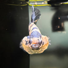 Load image into Gallery viewer, "Vortex" Candy Koi Betta Fish (Male) | WYSIWYG A3
