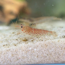 Load image into Gallery viewer, Pink Amano Shrimp | Caridina multidentata
