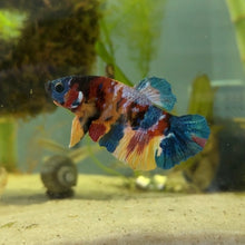 Cargar imagen en el visor de la galería, Primary Colors Candy Koi Male Betta | WYSIWYG
