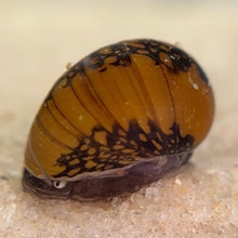 Cargar imagen en el visor de la galería, Batik Nerite Snail
