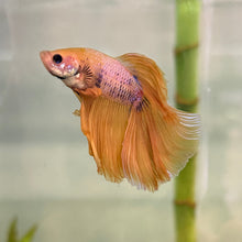 Load image into Gallery viewer, Yellow &amp; Purple Halfmoon Male Betta | WYSIWYG
