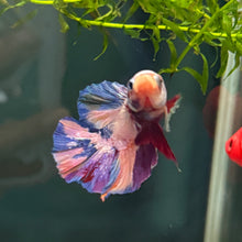Cargar imagen en el visor de la galería, Pink Prince Candy Koi Male Betta | WYSIWYG C8
