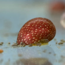 Cargar imagen en el visor de la galería, Pink Lady Nerite Snail
