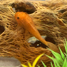 Load image into Gallery viewer, Super Red Bristlenose Pleco
