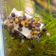 Cargar imagen en el visor de la galería, KatsAquatics Calcium + Protein Shrimp/ Snail Food
