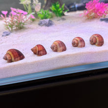 Load image into Gallery viewer, Magenta Mystery Snail
