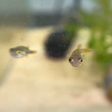 Cargar imagen en el visor de la galería, Pea Puffer
