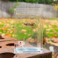 Cargar imagen en el visor de la galería, Giant Ribboned Cobra Mosaic Glass Belly Guppy Pair
