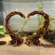 Load image into Gallery viewer, Christmas Moss on Heart Crescent Bonsai (live plant attached)

