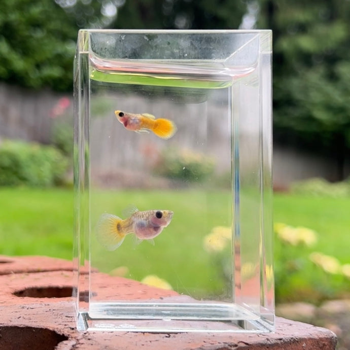 Yellow Koi Glass Belly Guppy Pair