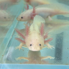 Cargar imagen en el visor de la galería, Hypomelanistic Leucistic (Lucy) Axolotl
