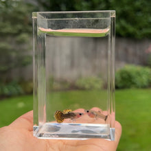 Load image into Gallery viewer, Bumblebee Mosaic Glass Belly Guppy Pair
