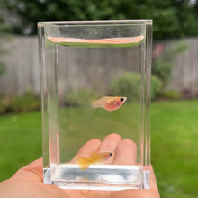 Cargar imagen en el visor de la galería, Yellow Lace Glass Belly Guppy Pair
