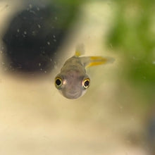 Cargar imagen en el visor de la galería, Pea Puffer
