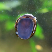 Cargar imagen en el visor de la galería, Zebra Nerite Snail

