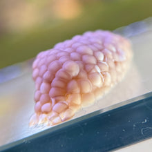 Cargar imagen en el visor de la galería, Mystery Snail Egg Clutch

