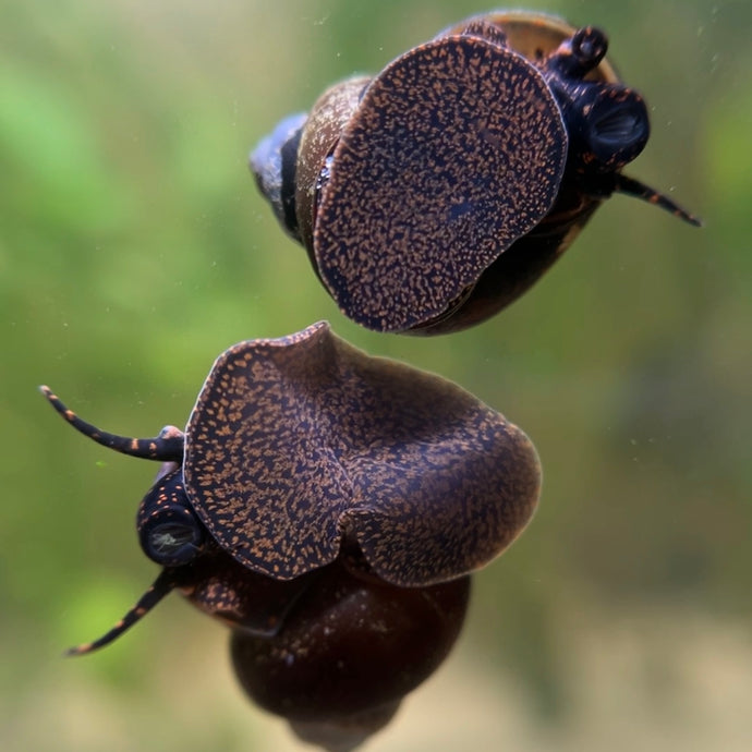[pre-order] Blueberry Snail Breeding Pair