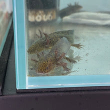 Cargar imagen en el visor de la galería, Baby Wild Type Axolotl
