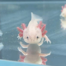 Cargar imagen en el visor de la galería, Dirty Leucistic (Dirty Lucy) Axolotl
