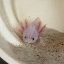Cargar imagen en el visor de la galería, Baby Dirty Leucistic (Dirty Lucy) Axolotl
