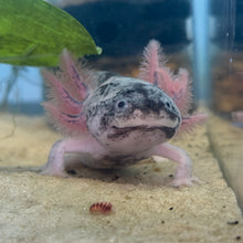 Cargar imagen en el visor de la galería, "Smiley" Juvenile Piebald Axolotl | WYSIWYG
