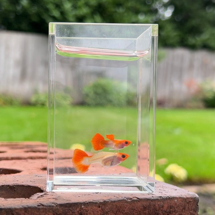 Orange Koi Glass Belly Guppy Pair