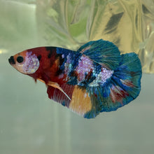 Cargar imagen en el visor de la galería, Rainbow Candy Koi Male Betta | WYSIWYG
