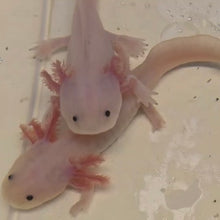 Load image into Gallery viewer, Leucistic (Lucy) Axolotl

