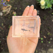 Load image into Gallery viewer, Bumblebee Mosaic Glass Belly Guppy Pair
