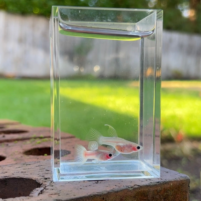 Ribboned Pingu Glass Belly Guppy Pair