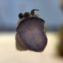 Cargar imagen en el visor de la galería, Japanese Trapdoor Snail (Viviparus malleattus)
