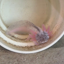 Cargar imagen en el visor de la galería, "Boots" Juvenile Piebald Axolotl | WYSIWYG
