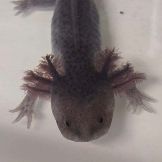 Melanoid Axolotl
