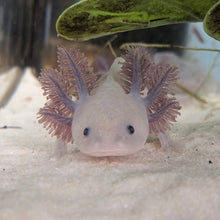 Cargar imagen en el visor de la galería, Baby Lavender (Copper Melanoid) Axolotl

