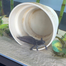Load image into Gallery viewer, Melanoid Axolotl
