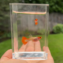 Cargar imagen en el visor de la galería, Ribboned Orange Koi Glass Belly Guppy Pair
