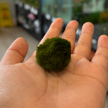 Cargar imagen en el visor de la galería, Marimo Moss Ball | Live Plant
